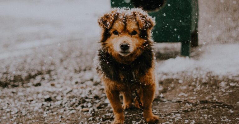 featured image f2b48702bec6 1ca393991061 dog news