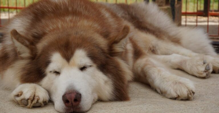 featured image f6665b7a29cd 4d7a8fac2b0e dog news