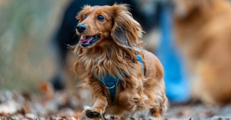 featured image f7a718b74399 91681bc2d644 dog news