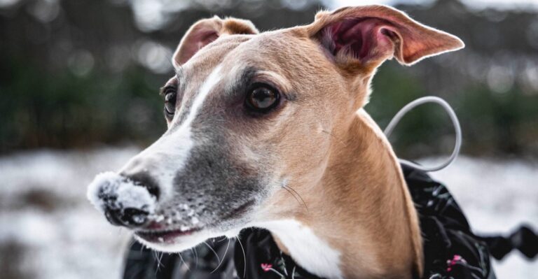 featured image f814bc0dfcda f6aee8edcf68 dog news