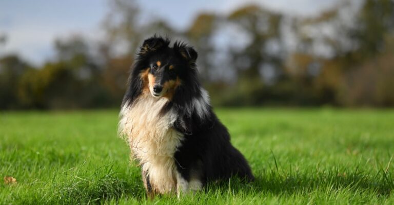 featured image f8955c84e942 5dda292f4298 dog news