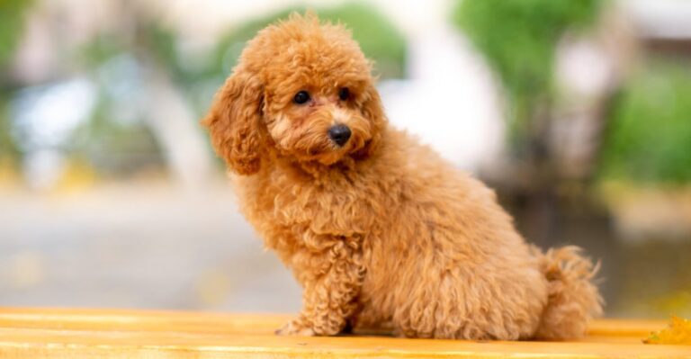 featured image f8b70a82fb97 68db8b6ef65e dog news