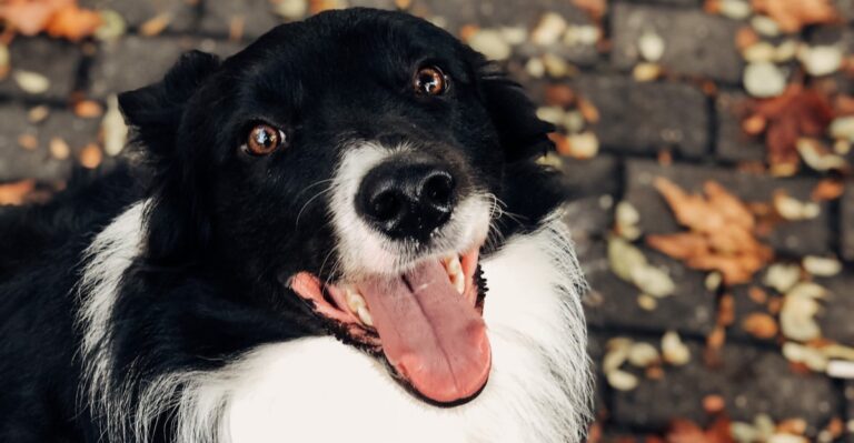 featured image f9d6eac251d5 16286a832fa1 dog news
