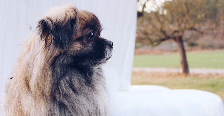 featured image fc59bd05c2b2 962e0a423fa7 dog news