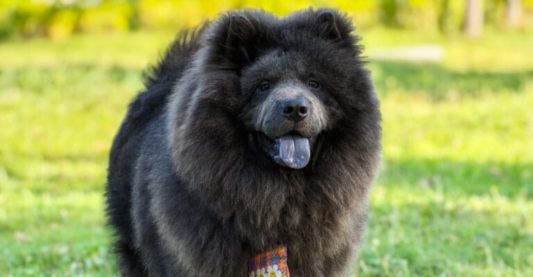 featured image fd518079b770 9adc7a80e17d dog news