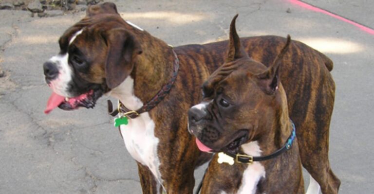 featured image ff63436916f5 3db5822e115b dog news